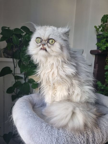 Fichier:Anaïs 192.jpg